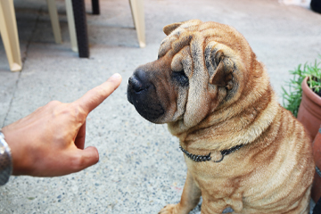 Sharpei Dog being told off 360x240